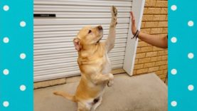 Funny Dogs High Five With Owner | Top Dogs Video Compilation